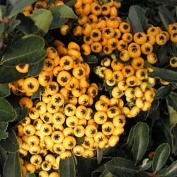 Espina de fuego Amarillo